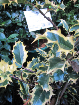 Preview: Ilex aquifolium Madame Briot - Stechpalme Madame Briot - wächst als immergrüner, winterharter Strauch kompakt, aufrecht und pyramidal.
