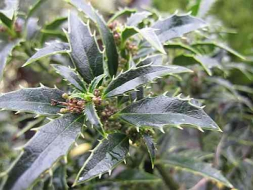 Preview: Ilex aquifolium Myrtifolia 3