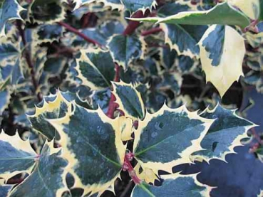 Ilex aquifolium Rubricaulis Aurea 1