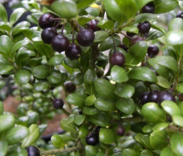 Ilex crenata Convexa - Japanische Stechpalme Convexa - wächst als immergrüner, winterharter, aufrechter und gut verzweigter Strauch mit dunkelgrünen, glänzenden Blättern.