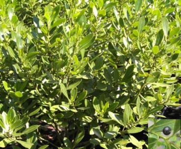 Ilex glabra - Kahle Winterbeere - Tintenbeere - Stechpalme - wächst als kugeliger, gut verzweigter, stachelloser Strauch gerne an einem halbschattigen bis sonnigen Standort. Dieser immergrüne Strauch besitzt eine besonders gute Winterhärte.