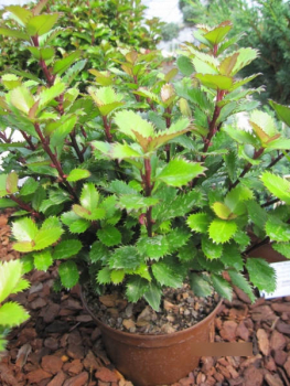 Ilex meserveae Little Pirate1