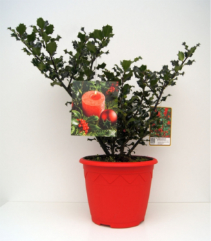 Ilex meserveae Blue Angel - immergrüne Stechpalme (Stechhülse). Ein toller Weihnachtsstauch mit Grußkarte und leuchtend roten Beerenschmuck. Ein Vogelnährgehölz.