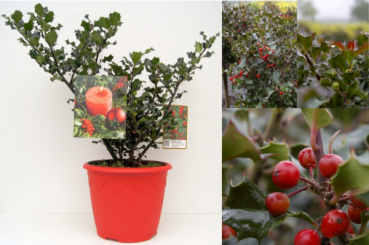 Ilex meserveae Blue Angel - immergrüne Stechpalme (Stechhülse). Die Beeren dieses Weihnachtsstrauchs sind nicht eßbar aber sehr gut in der Floristik und als Deko zu verwenden.