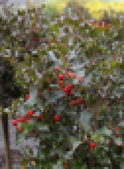 Ilex meserveae Blue Angel - immergrüne Stechpalme (Stechhülse). Dieser Ilex hat leicht violett gefärbte Triebe und Blätter. Im Garten ein Hingucker.
