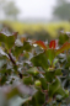 Ilex meserveae Blue Angel - immergrüne Stechpalme (Stechhülse). Ein Vogelnährgehölz und immergrüner Sichtschutz für den Garten. Diese Ilexsorte liefert für viele Dekoideen das passende Material.