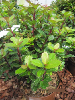 Ilex meserveae Little Pirate3