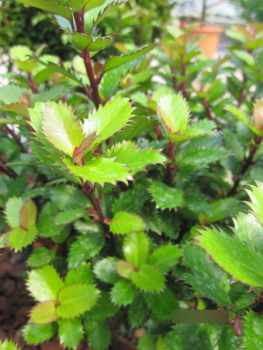 Ilex meserveae Little Pirate2