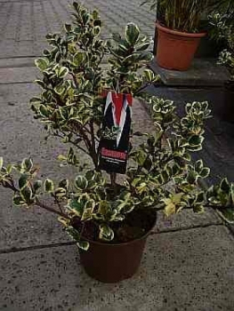 Preview: Ilex meserveae Casanova2