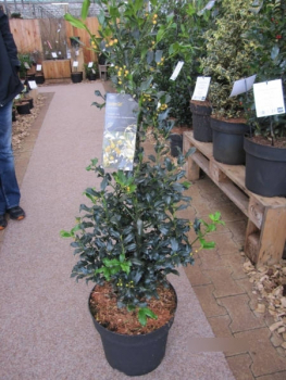 Preview: Ilex meserveae Golden Girl2