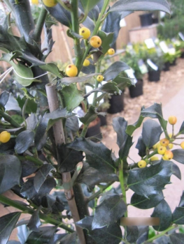 Preview: Ilex meserveae Golden Girl3
