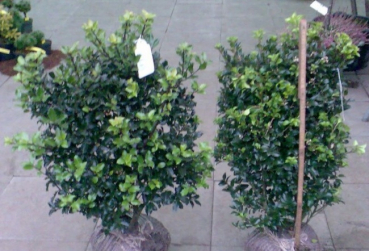 Ilex meserveae Heckenstar® - Amerikanische Stechpalme Heckenstar® - Hecken-Ilex - Hecken-Stechpalme - ist ein schnittverträglicher, immergrüner, besonders winterharter Ilex mit einem kompakten, dichten, aufrechten, säulenförmigen Wuchs.
