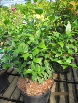 Jasminum nitidum Angel Wing 2