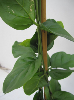 der arabische Jasmin Sambac hat einen dezenten Duft