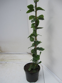Jasminum Sambac kommt aus Indien