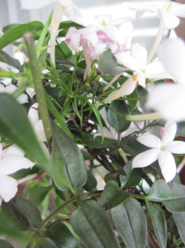 Jasminum Stephanense ist eine stark wachsende Kletterpflanze