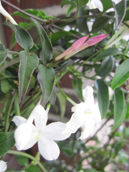 der rosa Duftjasmin Stephanense ist perfekt als Kuebelpflanze auf der Terrasse