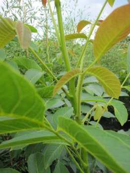 Preview: Juglans regia Franquette 2