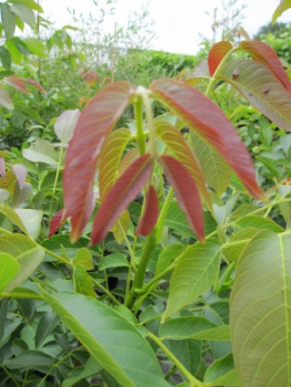 Juglans regia Parisienne 1