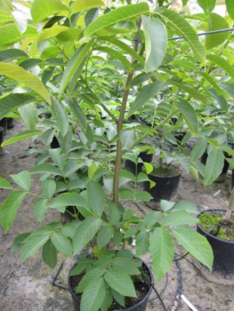 Preview: Juglans regia Parisienne 2