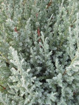 Juniperus chinensis Stricta 2