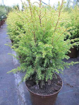 Der Juniperus communis Gold Cone, Heidewacholder wächst kegelförmig, dichtverzweigt und leuchtet von Frühling bis in den Spätherbst in einem sonnigen goldgelb-grün.