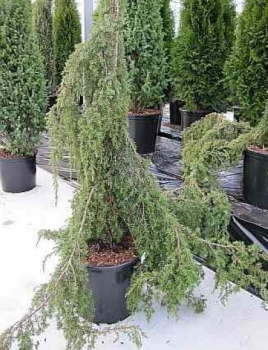 Juniperus communis Horstmann 1