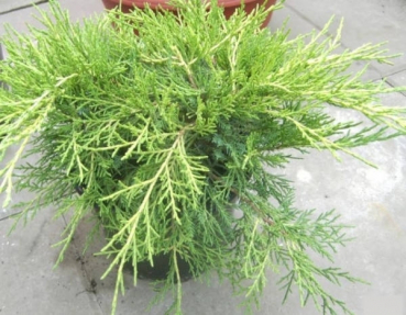 Juniperus media Old Gold