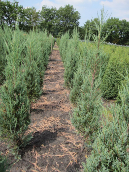 Juniperus scopulorum Blue Pyramid - Blauer Raketenwacholder 40-60