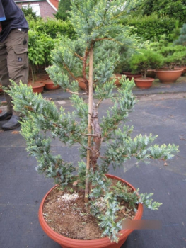 Juniperus squamata Holger Formschnitt - Zwergwacholder Holger Formschnitt1