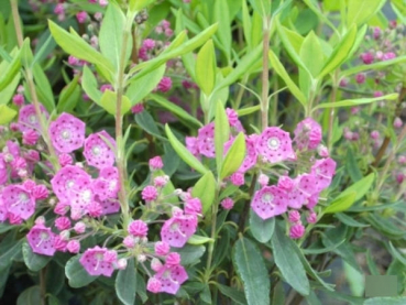 Kalmia angustifolia Purpurflor