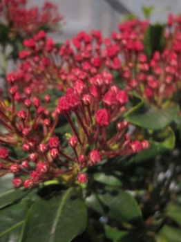 Kalmia latifolia Pink Charme - Lorbeerrose-Berglorbeer Pink-Charme - beeindruckt durch ihre sehr intensiv pinken Blüten, die ab Mai-Juni erscheinen.