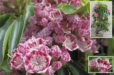 Kalmia latifolia Carousel - Berglorbeer - Lorbeerrose - ist besonders gut Winterhart und bevorzugt halbschattige Standort, wächst jedoch auch in sonnigen Lagen.