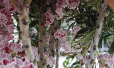 Kalmia latifolia Carousel - Berglorbeer - Lorbeerrose - hat einen breiten, buschigen Wuchs.