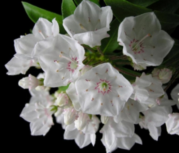 Kalmia latifolia Elf - Berglorbeer Elf - Lorbeerrose -  erhält eine reinweiße Blüte mit einer rosa Zeichung. Die winterharte und immergrüne Kalmig wächst breitbuschig und aufrecht.