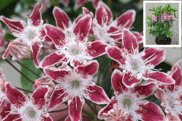 Kalmia latifolia Galaxy - Berglorbeer - bevorzugt schattige Standorte, wächst aber auch an sonnigen Lagen.
