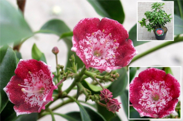 Kalmia latifolia Heart of Fire -  Lorbeerrose (Berglorbeer) -hat hellrote Knospen und rosafarbene Blüten mit einem weißen sternenförmigen Ring im Zentrum. Die Blüten öffnen sich sehr weit.