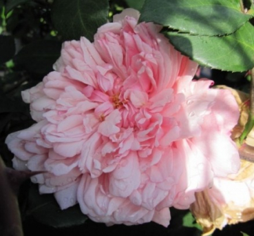 Preview: Kletterrose Albertine® - Rosa Albertine® - hellrosa - Duft++++ - Ramblerrose - bevorzugt einen geschützten, sonnigen Standort. Sie besitzt eine besonders gute Winterhärte.