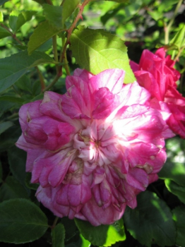 Die einmal blühende Kletterrose Alexandre Girault® - Rosa Alexandre Girault® - dunkelrosa - Duft+ -