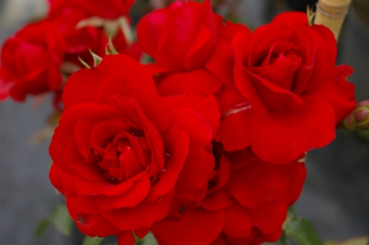 Kletterrose Amadeus® - Rosa Amadeus - blutrot - Duft+ - Kordes-Rose - blüht in den Monaten von Juni bis Oktober.