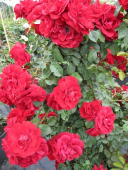 Die besonders winterharte Kletterrose Amadeus® - Rosa Amadeus - blutrot - Duft+ - Kordes-Rose - wird mit zahlreichen blutroten, zart duftenden Blüten bedeckt.
