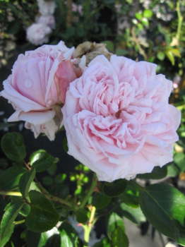 Die besonders winterharte Kletterrose Awakening® - Rosa Awakening® - zartrosa - Duft++ - wächst aufrecht und dicht an bevorzugt sonnigen Standorten.