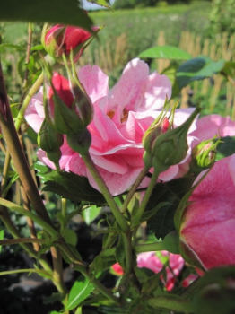 Kletterrose Camelot