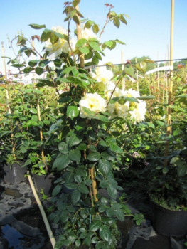 Kletterrose Elfe 2