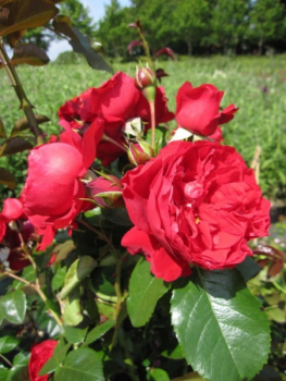 Kletterrose Florentina 1