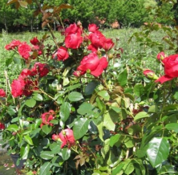 Preview: Kletterrose Florentina 3