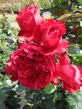 Kletterrose Florentina® - Rosa Forentina® - rot - Kordes-Rose -