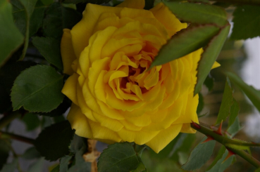 Kletterrose Goldstern