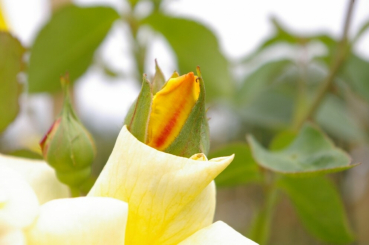 Kletterrose Goldstern