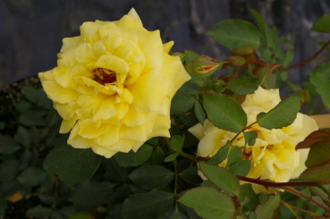Kletterrose Goldstern